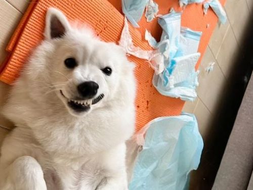 沒在怕！反骨汪咬碎尿墊　被抓包「咧嘴露壞笑」得意貌笑翻5萬人