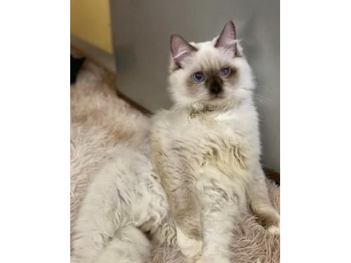 飼養一年的雪白布偶貓驚人變色，變成深色毛皮，主人驚訝：仙氣何去何從？