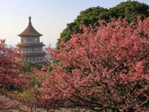 2024年「淡水天元宮櫻花季」開幕！三色櫻花盛開，加碼光雕藝術展示