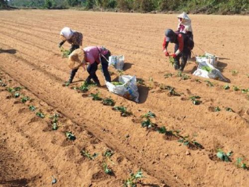 屏東縣政府提醒農友注意防暑措施