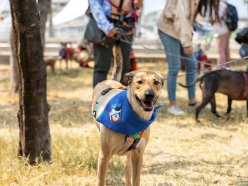 6/22（六）楠梓寵物公園「狗狗運動會-毛利歐樂園」