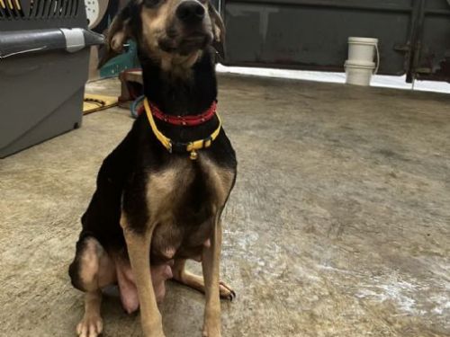 新北市動保處救援母狗 Wuna：一場溫馨的寵愛之旅