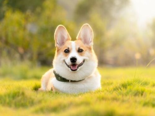 狗貓臭臭怎麼辦？獸醫師傳授「毛孩4部位」除臭秘訣 食器也是關鍵