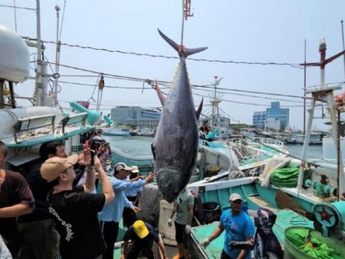 2025年屏東第一鮪登場，東港迎接黑鮪魚季盛事