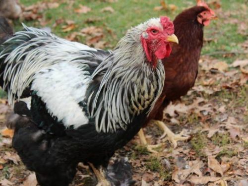 「家禽霸王」竟逃家！深夜闖入板橋超商討食店員看傻眼