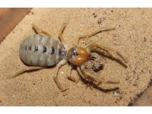 「驚悚！浴室現「八腳怪物」！男子驚見不速之客，嚇得心跳加速！」