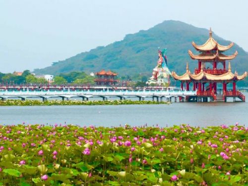 蓮池潭蓮花盛開　左營賞花散步小旅行