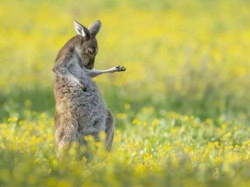 2023喜劇動物攝影獎出爐！袋鼠彈空氣吉他奪冠 綠翅雀指責也超可愛