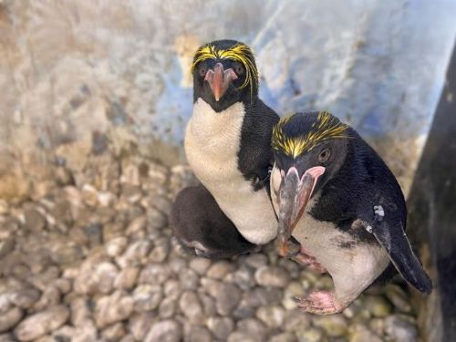 屏東海生館奇蹟降臨！颱風之子小山陀誕生，企鵝婚禮浪漫開席