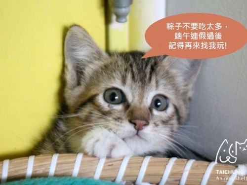 守護毛孩子健康：本市動物之家端午連假休園公告