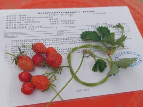 仙女草莓下凡點兵高雄市杉林區的幸福田草莓園