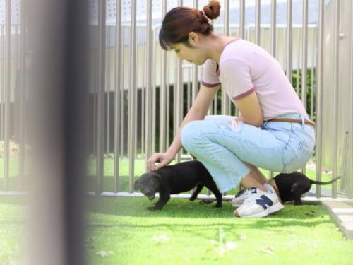 讓我們的城市更動物友善：新竹市動物友善標章申請指南
