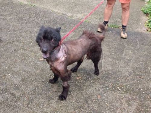 愛的救援：小黑的重生故事