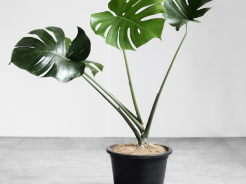 向霧霾說掰掰！室內植栽，打造淨化空氣與綠意盎然的生活空間