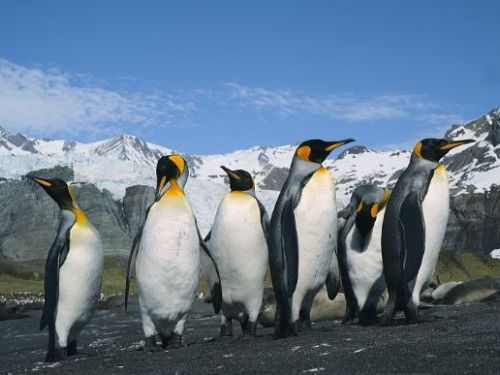 暑假歡樂親子遊：海科館「動物王國」新片上映，潮境方舟航程再啟