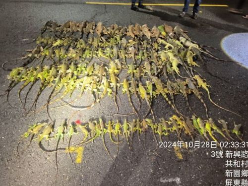 夜間守護行動啟動！屏東縣全力保護農作物，防範綠鬣蜥損害