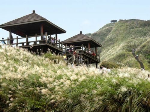 草嶺古道芒花季開跑！秋日銀白花海，11/9-12/8邀您共享浪漫美景