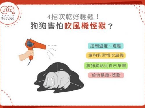 狗狗害怕吹風機怎麼辦？教你如何輕鬆幫狗狗吹乾！