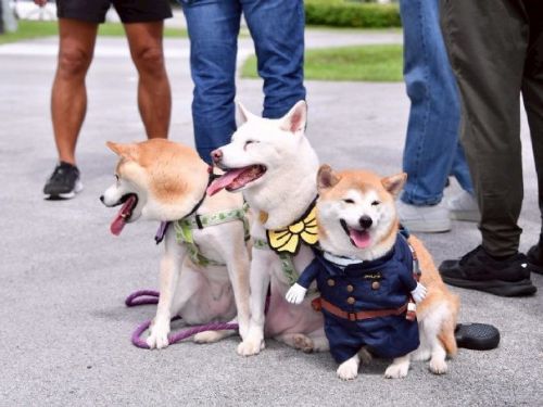 臺北市第21座狗狗專屬活動區新新公園啟用