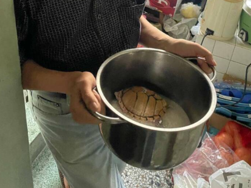 台南商旅失竊麝香龜警方追查，竊嫌家中電鍋內救回