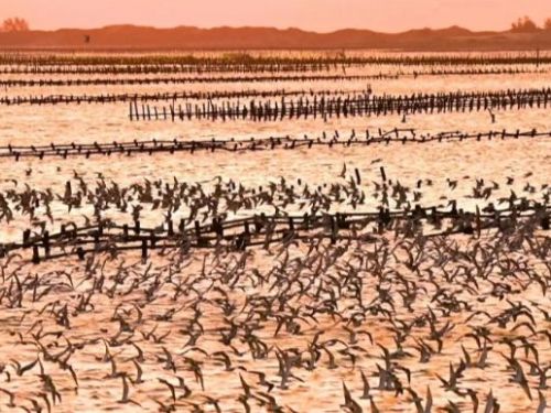 北門潟湖現壯觀畫面！上萬隻黑腹燕鷗黃昏時刻翩翩起舞