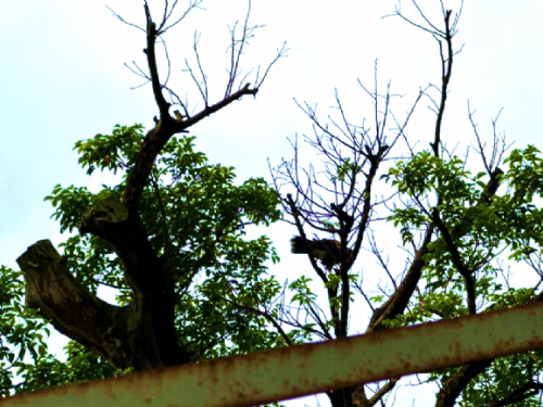 動保處救援栗翅鷹，期待與飼主團圓