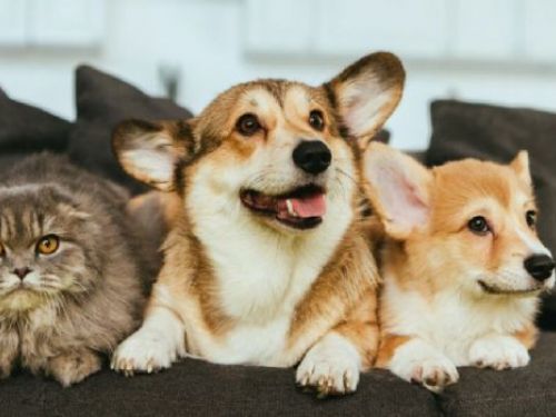 建立歡樂互動，探討寵物訓練的重要性與有效方法