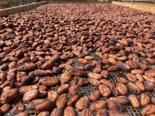 啟動國際味蕾之旅：2024年台灣可可豆競賽即將展開