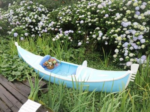 竹子湖繡球花季即將浪漫登場