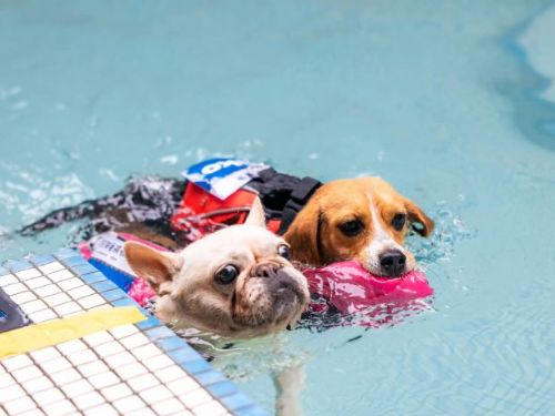 2024「好伴bàn毛孩嗷運會」歡樂啟幕——輕量級泳汪激戰拉開序幕