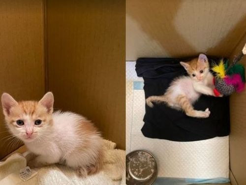 下班跑步「抱回小橘貓」他一夜間變鏟屎官緊張：緣分來了擋不住