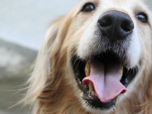 臺北市動物之家：犬舍舒適度提升計畫