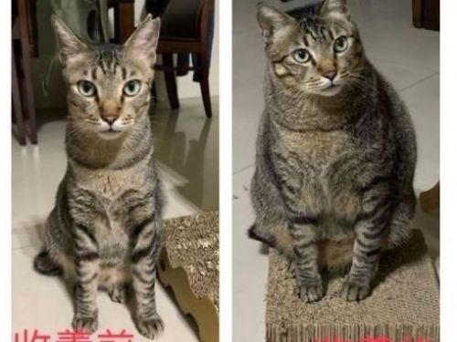 給阿嬤照顧1年多！V臉貓失控膨脹「腫成虎斑花瓶」脖子也快消失