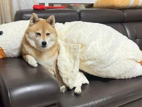 柴犬不屑190cm鵝娃娃！下秒突愛上每晚「扛回房間」做尷尬事才睡