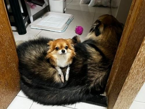 只是上廁所！門口出現毛警衛「趴專屬狗墊」認真站崗笑翻千人