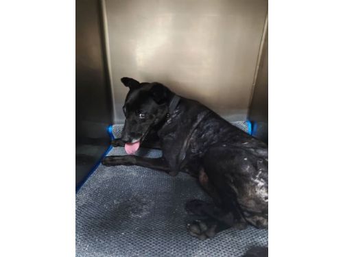 新北市動物保護：共同守護流浪動物的安全