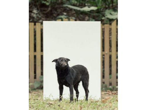 新北市動保處提醒：守護您愛寵的每一步