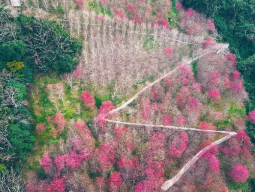 上帝視角 南投「Z型櫻花步道」令人屏息！最佳賞櫻時間先筆記