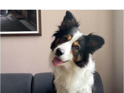 揭開狗狗「歪頭殺」背後的四種原因