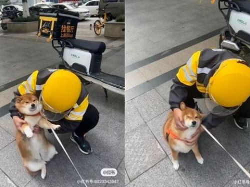外送員停車就是一陣擼狗 社牛柴犬爽到躺下奴才笑「像渣狗」
