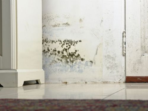 克服家中潮濕的小貼士