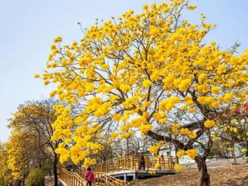 3月賞花必訪！嘉義黃金風鈴木「黃金隧道」洗版IG，景點總整理