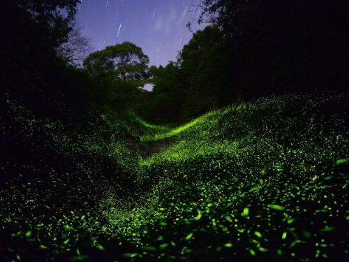 尋找最美螢火蟲秘境，全台推薦賞螢景點！