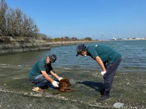 臺南市動物保護措施：寵物與野生動物皆有照顧