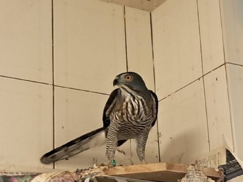 2024秋季猛禽野放活動圓滿舉行，臺北自然生態再添亮點