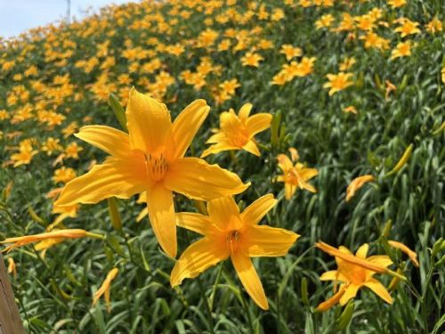 虎山巖金針花季熱情綻放，六月前絕美花海等你來感動！