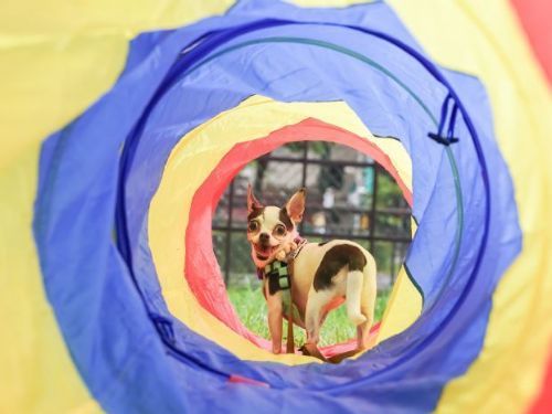 臺北市第21座狗狗專屬活動區—南港新新公園熱鬧啟用