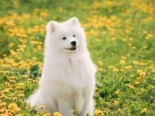 北區特寵業者被指不當飼養貓隻，動保處積極介入處理