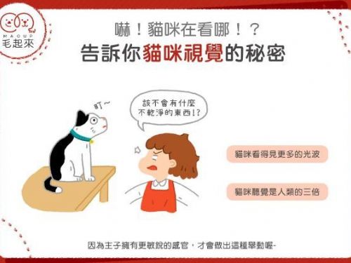 嚇！貓咪在看哪！？告訴你貓咪視覺／聽覺的秘密