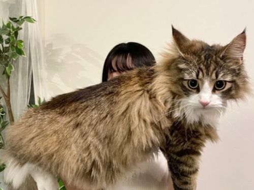 喵2個月膨脹成仙氣神獸！「身體跟人一樣寬」對比照曝光